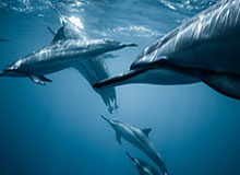 华体会体育品牌-“单挑”梅奔太难了 维斯塔潘期待与佩雷兹并肩作战